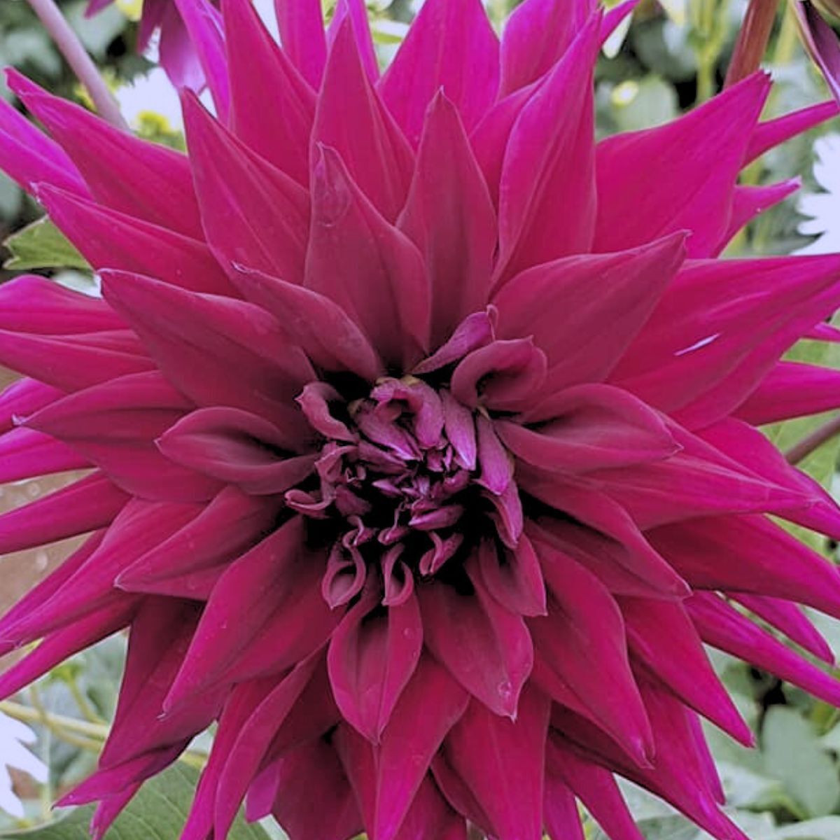 Dahlia- Pondicherry (Tuber)